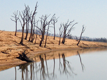 Dead trees look out across a small lake